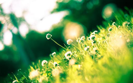 Spring Live Wallpaper - عکس برنامه موبایلی اندروید