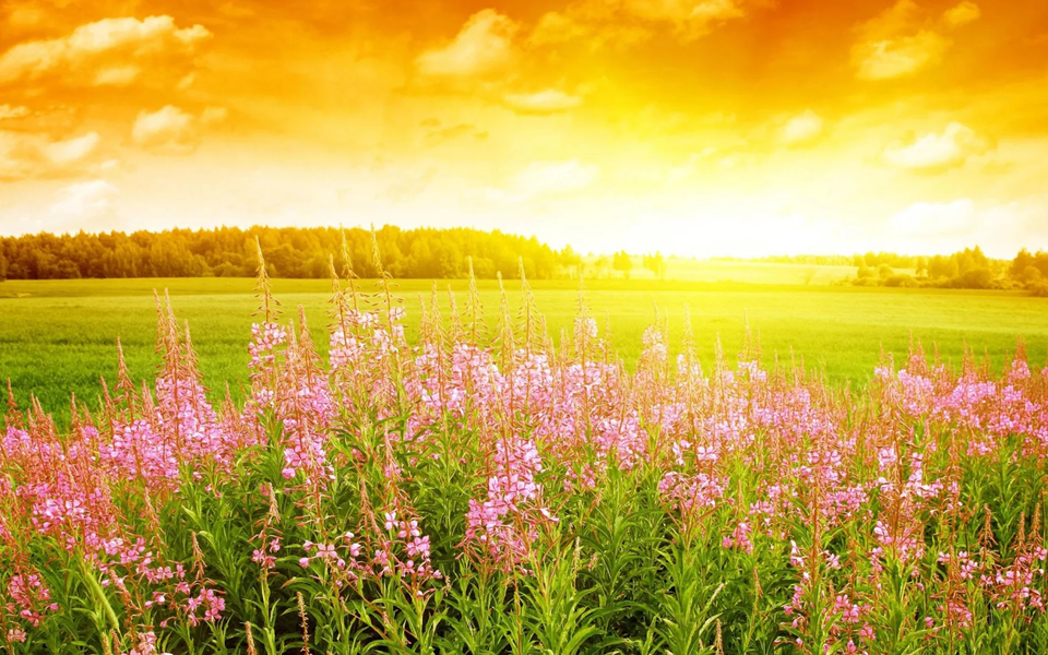 Sunrise Live Wallpaper - عکس برنامه موبایلی اندروید