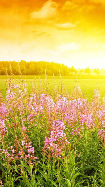 Sunrise Live Wallpaper - عکس برنامه موبایلی اندروید