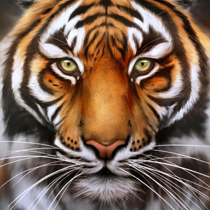 Bengal Tiger Siberian Tiger Tiger Live Wallpaper - download