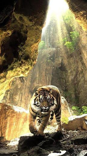 Tigers Live Wallpaper - عکس برنامه موبایلی اندروید