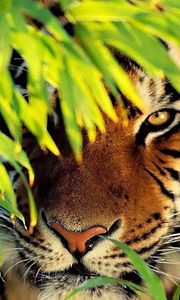 Tigers by Live Wallpaper HD 3D live wallpaper for Android. Tigers