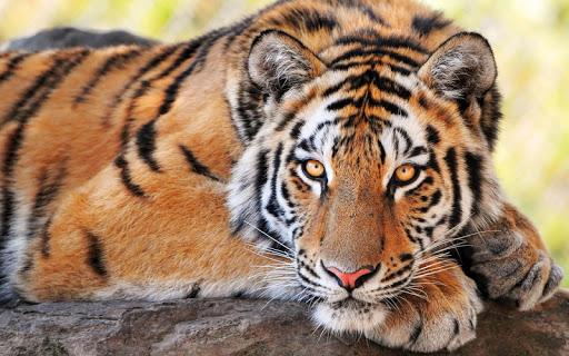 Tiger Live Wallpaper - Image screenshot of android app