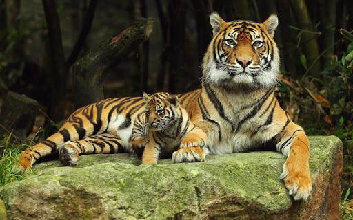 Tiger Live Wallpaper - Image screenshot of android app