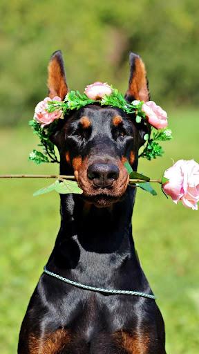 Doberman Wallpaper: Doberman Pinscher Wallpaper - عکس برنامه موبایلی اندروید