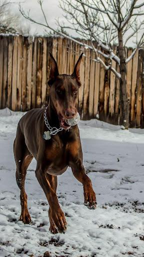 Doberman Wallpaper: Doberman Pinscher Wallpaper - عکس برنامه موبایلی اندروید