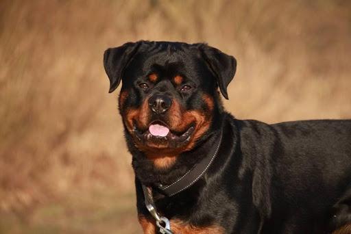 rottweiler dog wallpapers