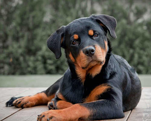 Cute Rottweiler dog photo and wallpaper. Beautiful Cute Rottweiler dog  pictures