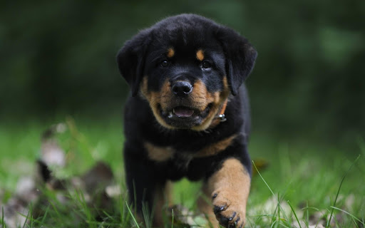 Animal Rottweiler HD Wallpaper