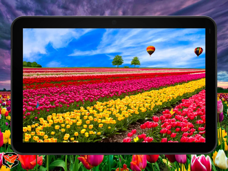 Flower Fields Live Wallpaper - عکس برنامه موبایلی اندروید