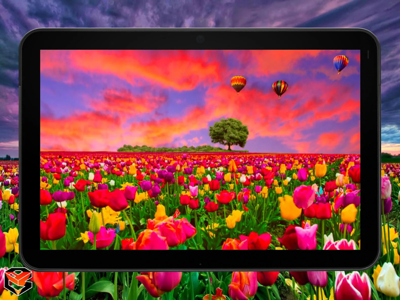 Flower Fields Live Wallpaper - عکس برنامه موبایلی اندروید