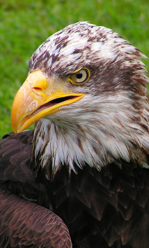 Eagle Wallpapers HD (backgrounds & themes) - عکس برنامه موبایلی اندروید