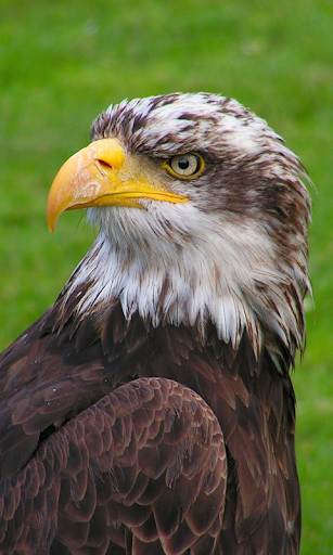 Eagle Wallpapers HD (backgrounds & themes) - Image screenshot of android app