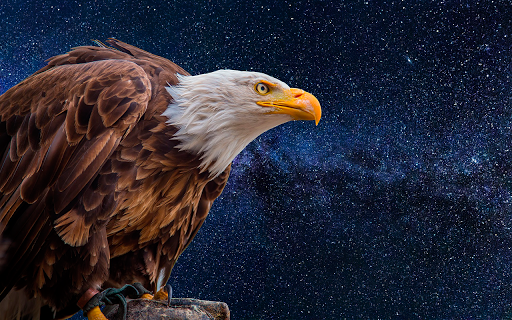 Eagle Wallpapers HD (backgrounds & themes) - عکس برنامه موبایلی اندروید