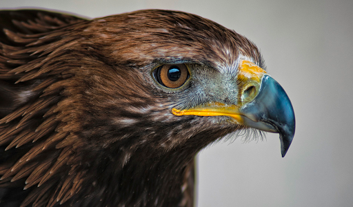 Eagle Wallpapers HD (backgrounds & themes) - عکس برنامه موبایلی اندروید