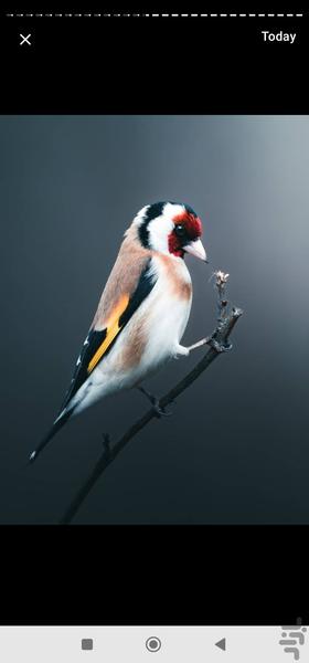 اینستاگالری - عکس برنامه موبایلی اندروید