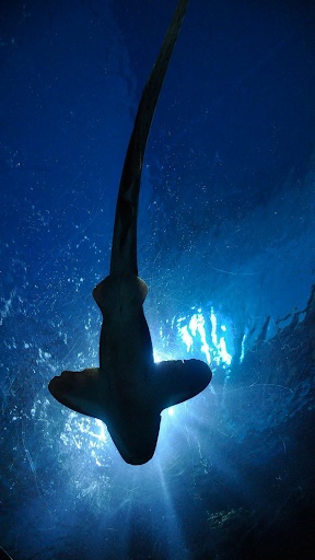 Interactive Shark - Image screenshot of android app