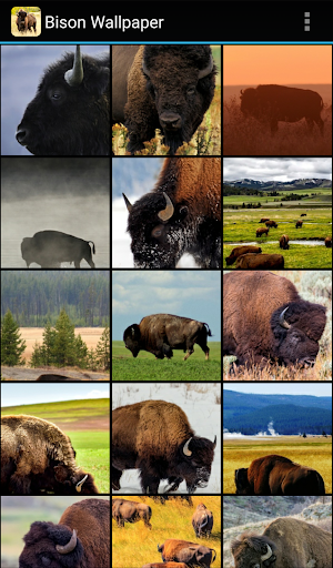 Bison Wallpaper - Image screenshot of android app