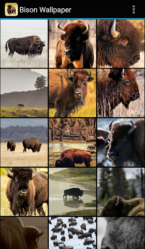 Bison Wallpaper - Image screenshot of android app