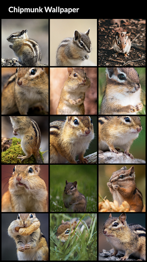 Chipmunk Wallpaper - Image screenshot of android app