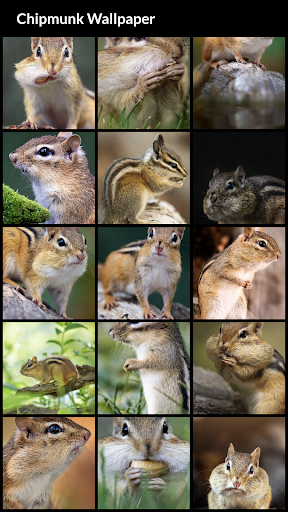 Chipmunk Wallpaper - Image screenshot of android app