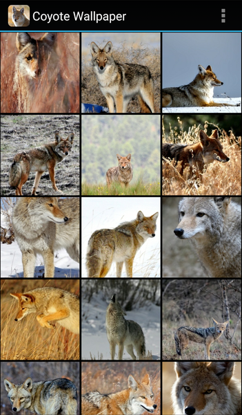 Coyote Wallpaper - Image screenshot of android app