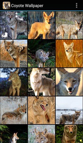 Coyote Wallpaper - Image screenshot of android app