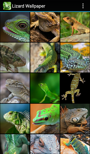 Lizard Wallpaper - Image screenshot of android app