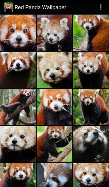 Red Panda Wallpaper - Image screenshot of android app