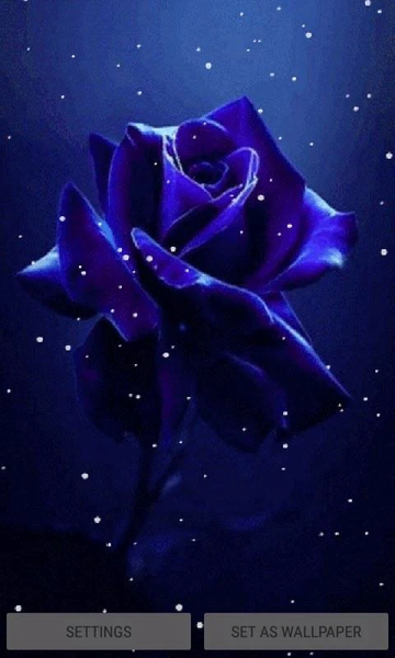 Snowy Blue Rose LWP - Image screenshot of android app