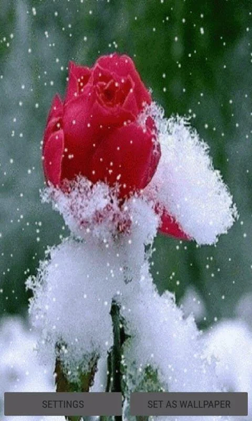 Snowy Red Rose LWP - Image screenshot of android app