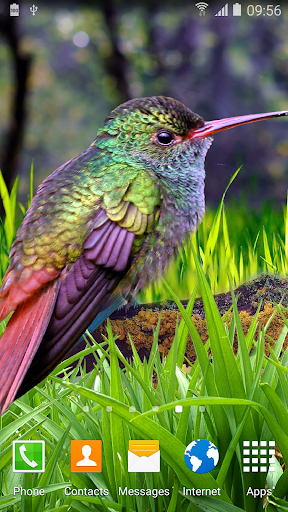 Hummingbirds Live Wallpaper - عکس برنامه موبایلی اندروید
