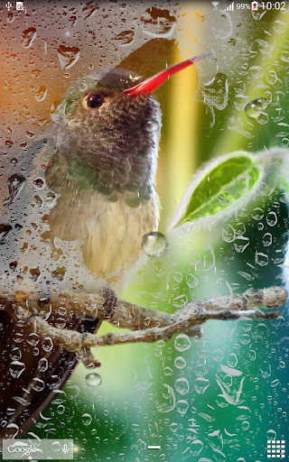 Hummingbirds Live Wallpaper - Image screenshot of android app