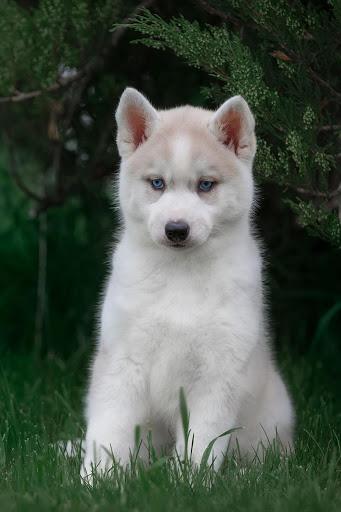 Husky dog Wallpaper HD Themes - عکس برنامه موبایلی اندروید