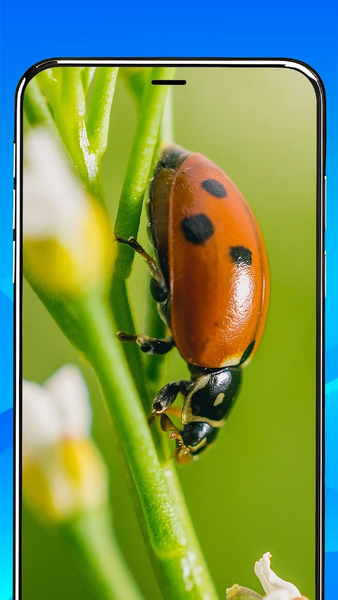 Phone Magnifier & Flashlight - Image screenshot of android app