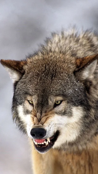 Wolf Wallpapers - Image screenshot of android app