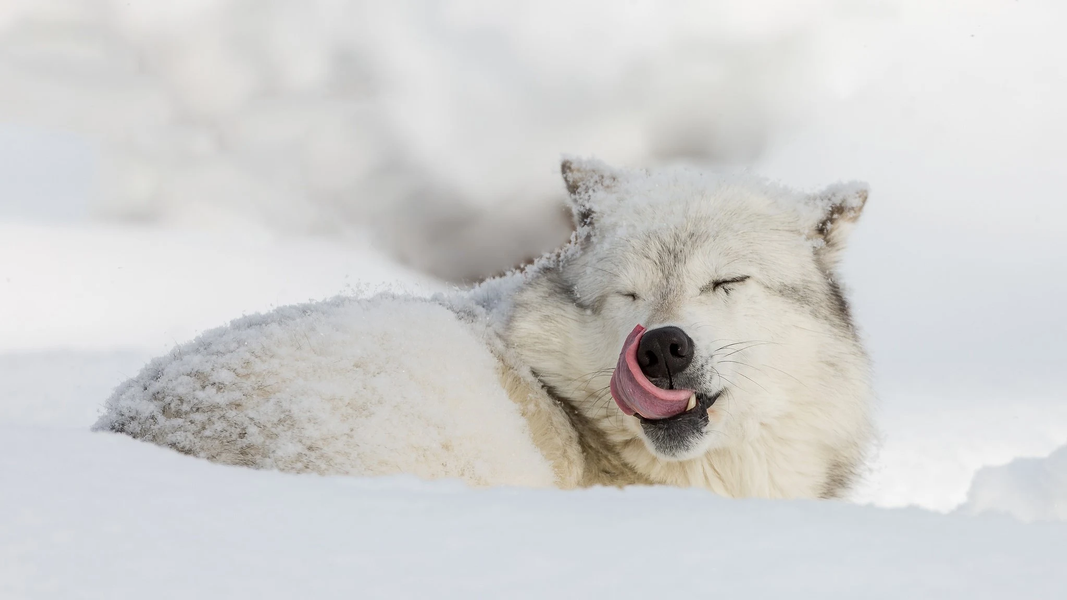 Wolf Wallpapers - عکس برنامه موبایلی اندروید