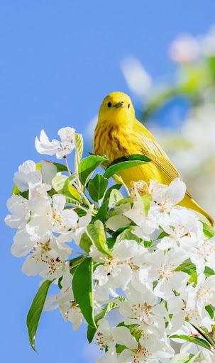 Spring Wallpapers - عکس برنامه موبایلی اندروید