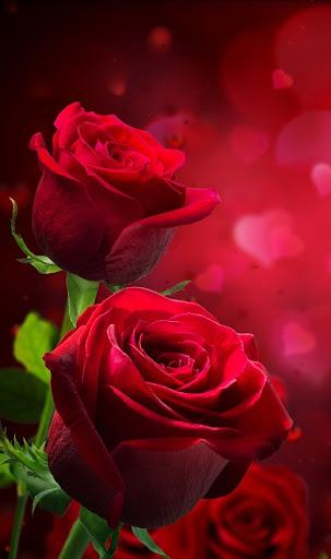 Red Rose Wallpapers - Image screenshot of android app