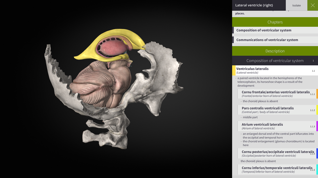 Anatomyka - 3D Anatomy Atlas - Image screenshot of android app