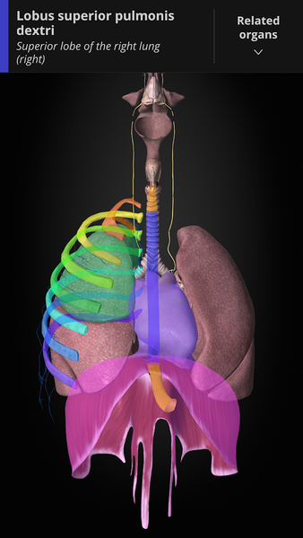 Anatomyka - 3D Anatomy Atlas - Image screenshot of android app