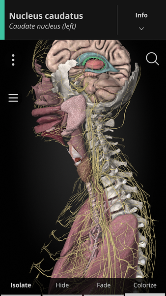 Anatomyka - 3D Anatomy Atlas - عکس برنامه موبایلی اندروید