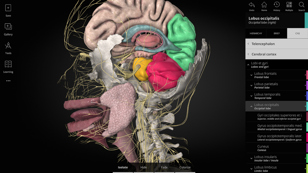 Anatomyka - 3D Anatomy Atlas - Image screenshot of android app