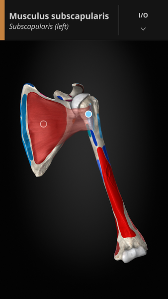 Anatomyka - 3D Anatomy Atlas - Image screenshot of android app