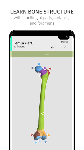 Anatomyka Skeleton - Image screenshot of android app