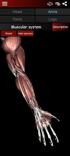 Muscular System 3D (anatomy) - عکس برنامه موبایلی اندروید