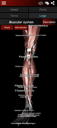 Muscular System ۳D (anatomy) - عکس برنامه موبایلی اندروید