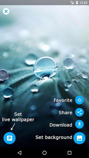 Dandelion Live Wallpaper - Image screenshot of android app