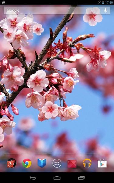 Sakura Live Wallpaper - عکس برنامه موبایلی اندروید