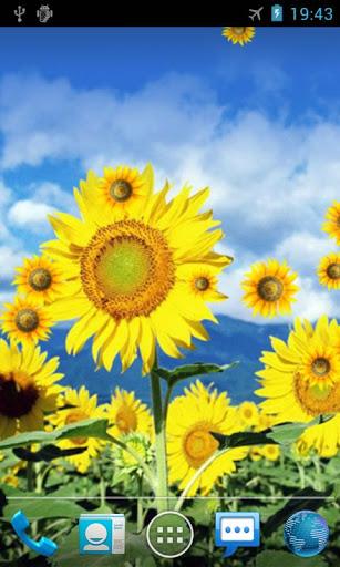 Sunflower Live Wallpaper - Image screenshot of android app